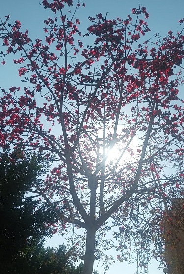 photo of bombax ceiba tree